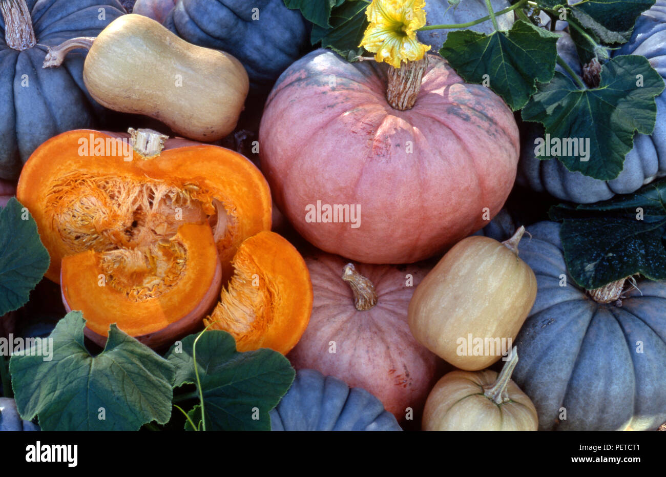 ASSORTIMENT DE CITROUILLES RÉCOLTÉES (CURCUBITA MAXIMA) ET FLEUR JAUNE SUR LA VIGNE. Banque D'Images