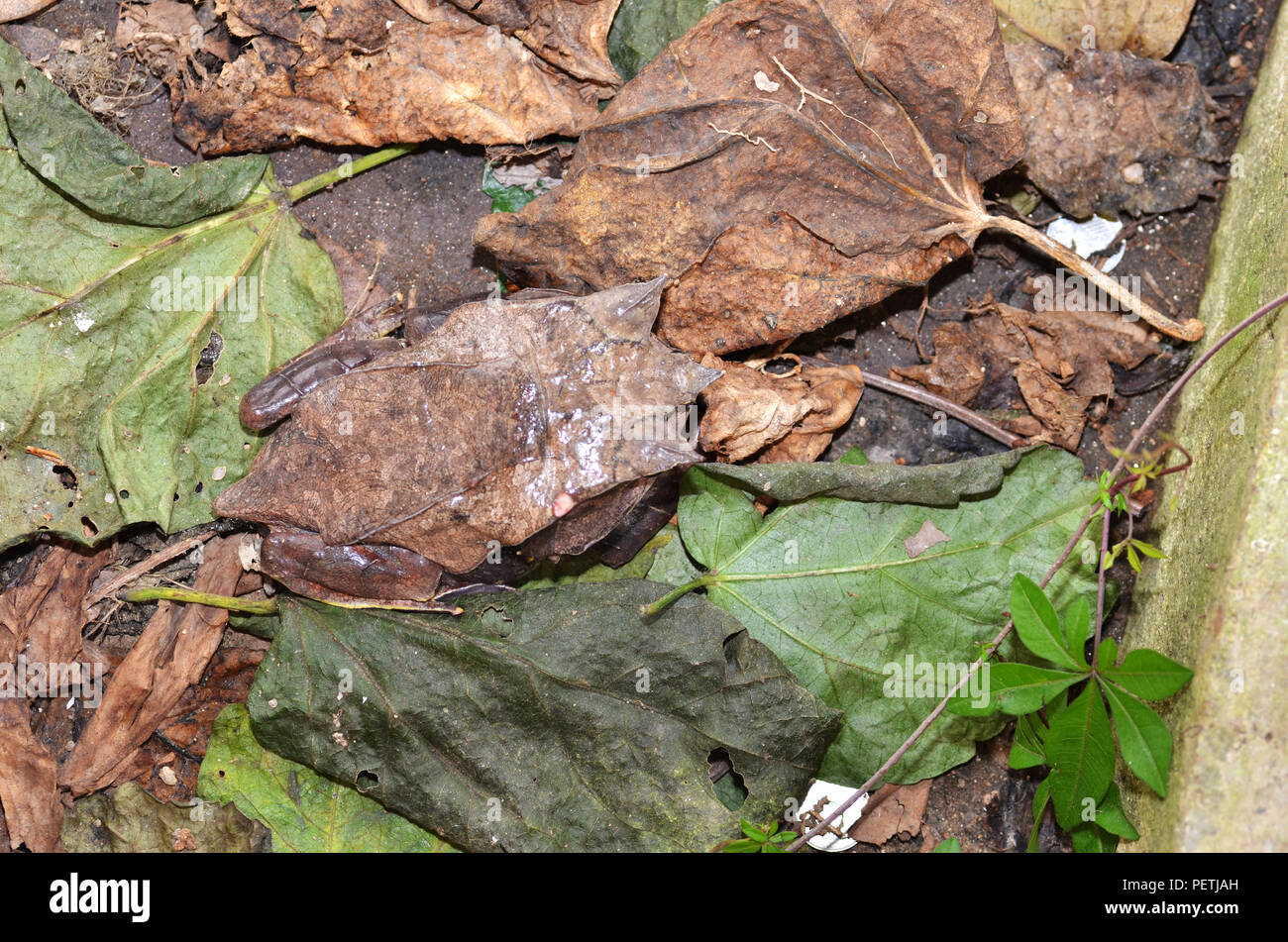 La grenouille cornue se reposant dans son habitat naturel Banque D'Images