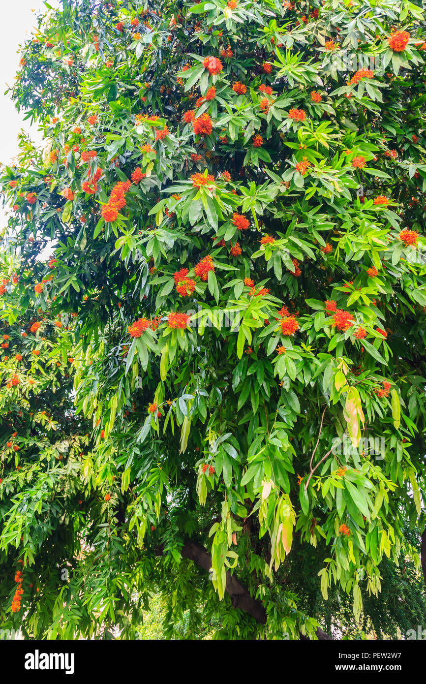 Fleurs jaune et orange colorés de Saraca asoca (Saraca indica Linn, Asoka, d'Asoke, Saraca) fleur sur arbre. Banque D'Images