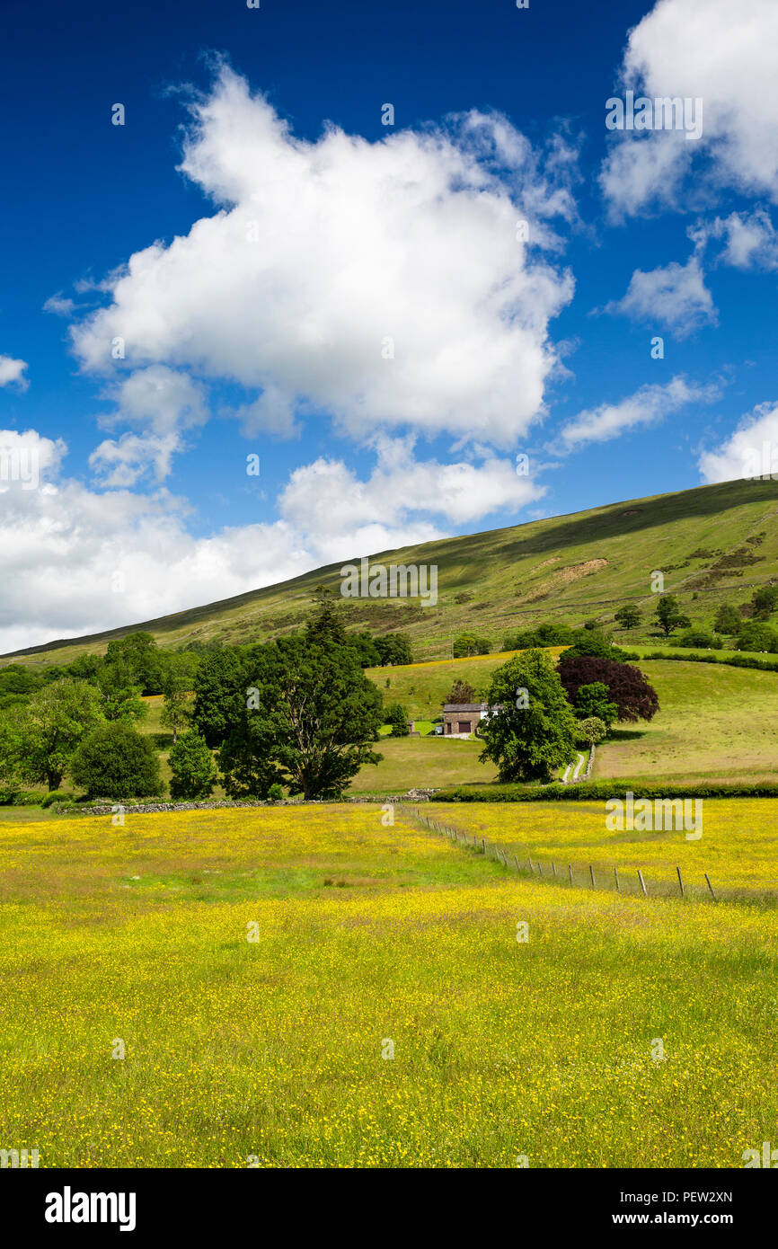 UK, Cumbria, Dentdale, Dent, renoncule-remplie à la périphérie de meadow village Banque D'Images