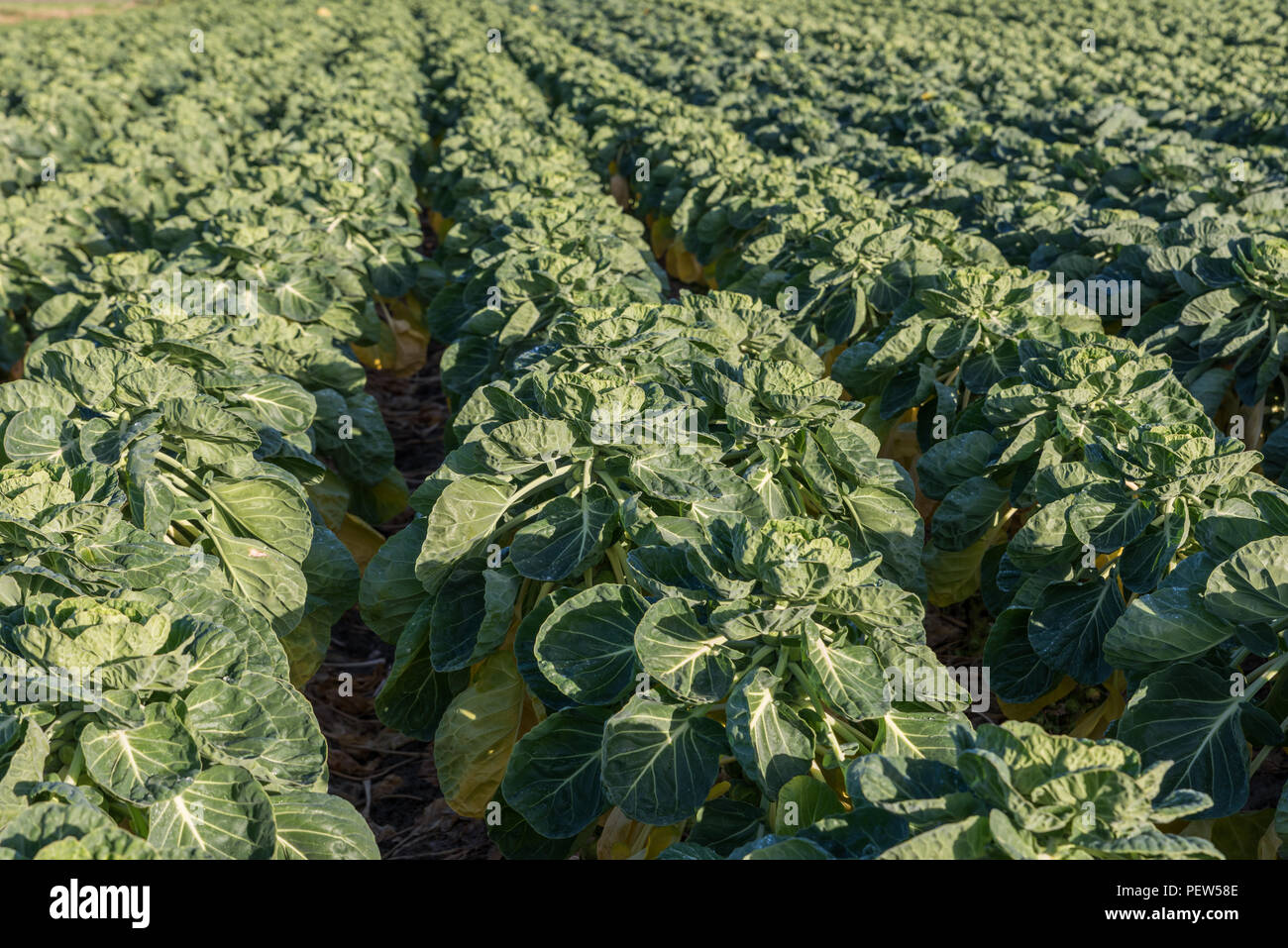Un champ rempli avec du chou de Bruxelles (Brassica oleracea) croissant sur les lignes d'un champ. Banque D'Images