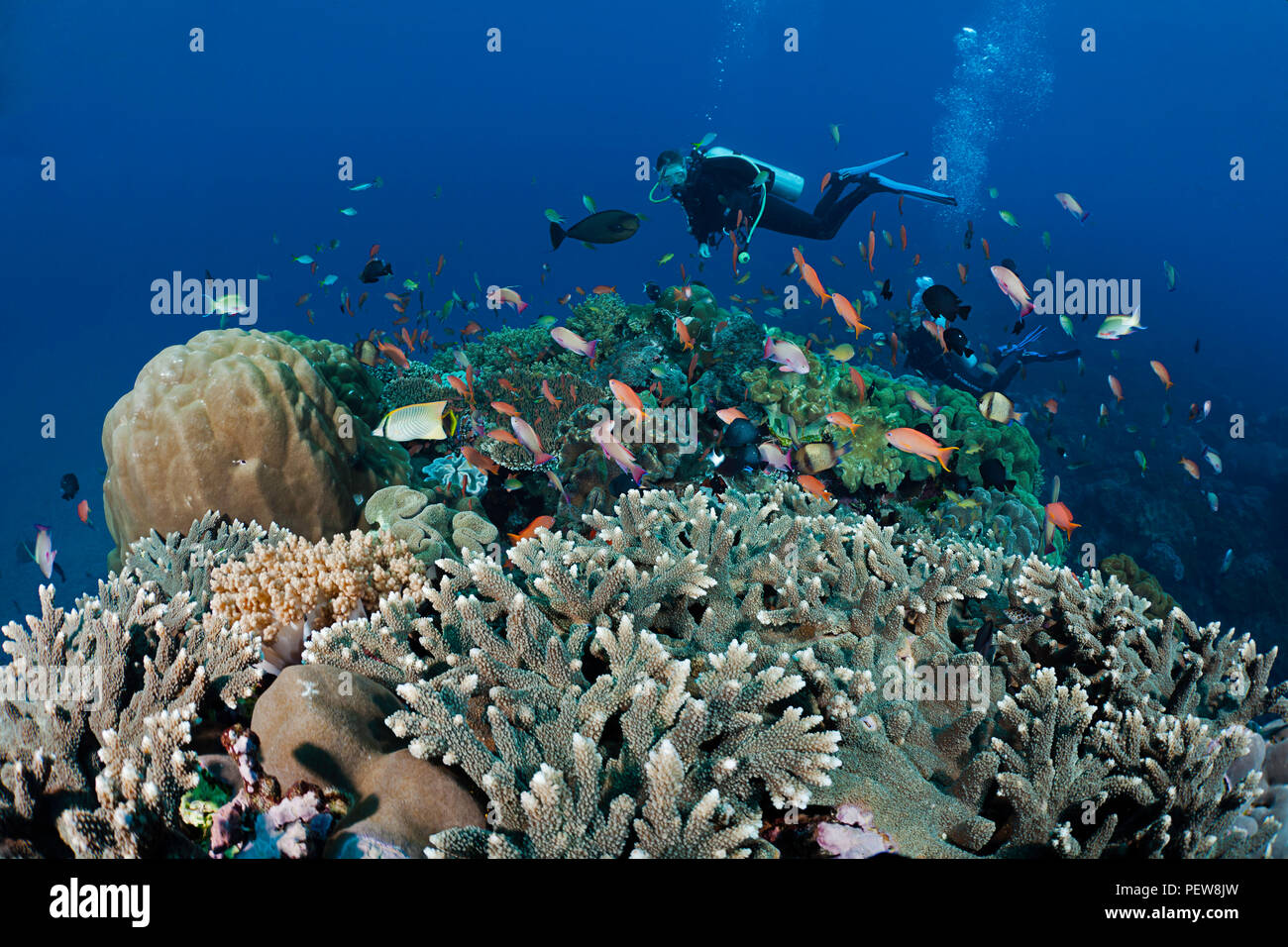 Poissons de récif le long de la scolarité avec les coraux durs et mous domine ce reef scène avec divers (MR), Crystal Bay, Nusa Penida, île de Bali, Indonésie, Pacifique Banque D'Images