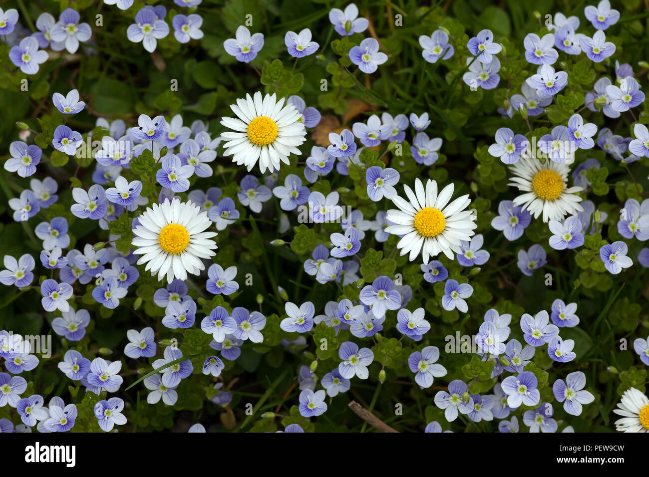 Fleurs de Printemps en zone résidentielle, Bâle, Suisse. Banque D'Images