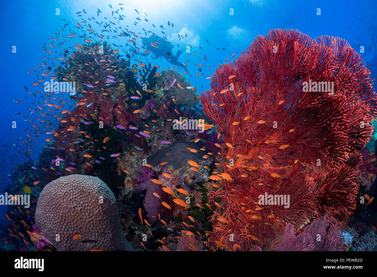 Un plongeur avec alconarian gorgones et corail avec scolarisation anthias dominent ce reef scène fidjienne. Banque D'Images