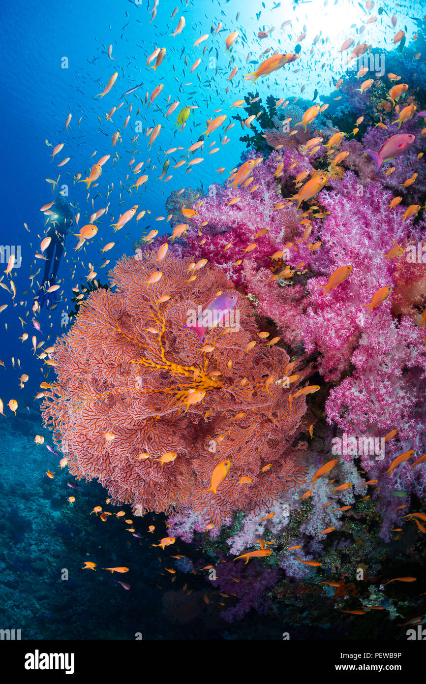 Avec le plongeur, alconarian gorgones et corail avec scolarisation anthias dominent ce reef scène fidjienne. Banque D'Images