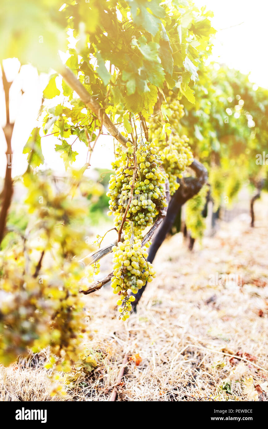 Des grappes suspendues sur vigne dans la lumière du soleil d'or Banque D'Images