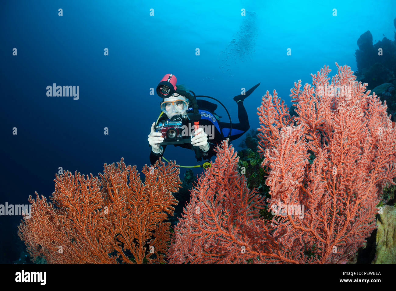Un plongeur (MR) s'aligne son appareil photo sur un récif de corail, gorgones scène Wakatobi, Indonésie. Banque D'Images