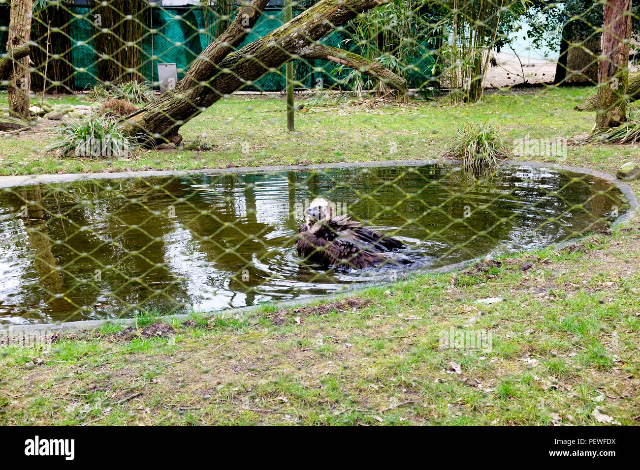 Eagle assis sur terrain et d'attente pour l'alimentation et l'avion. Ce prédateur n'ont pas l'ennemi dans les terres libres Banque D'Images