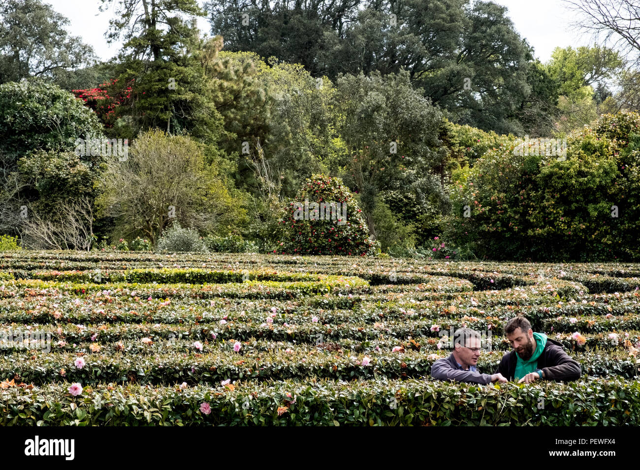 Deux hommes debout à l'extérieur dans la plantation de thé, feuilles de thé préparation avec soin. Banque D'Images