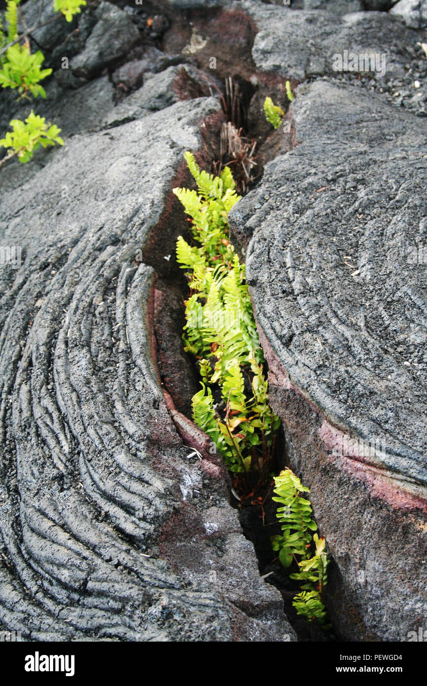 Pahoehoe Lava Flow avec les plantes en croissance, Kilauea Volcano