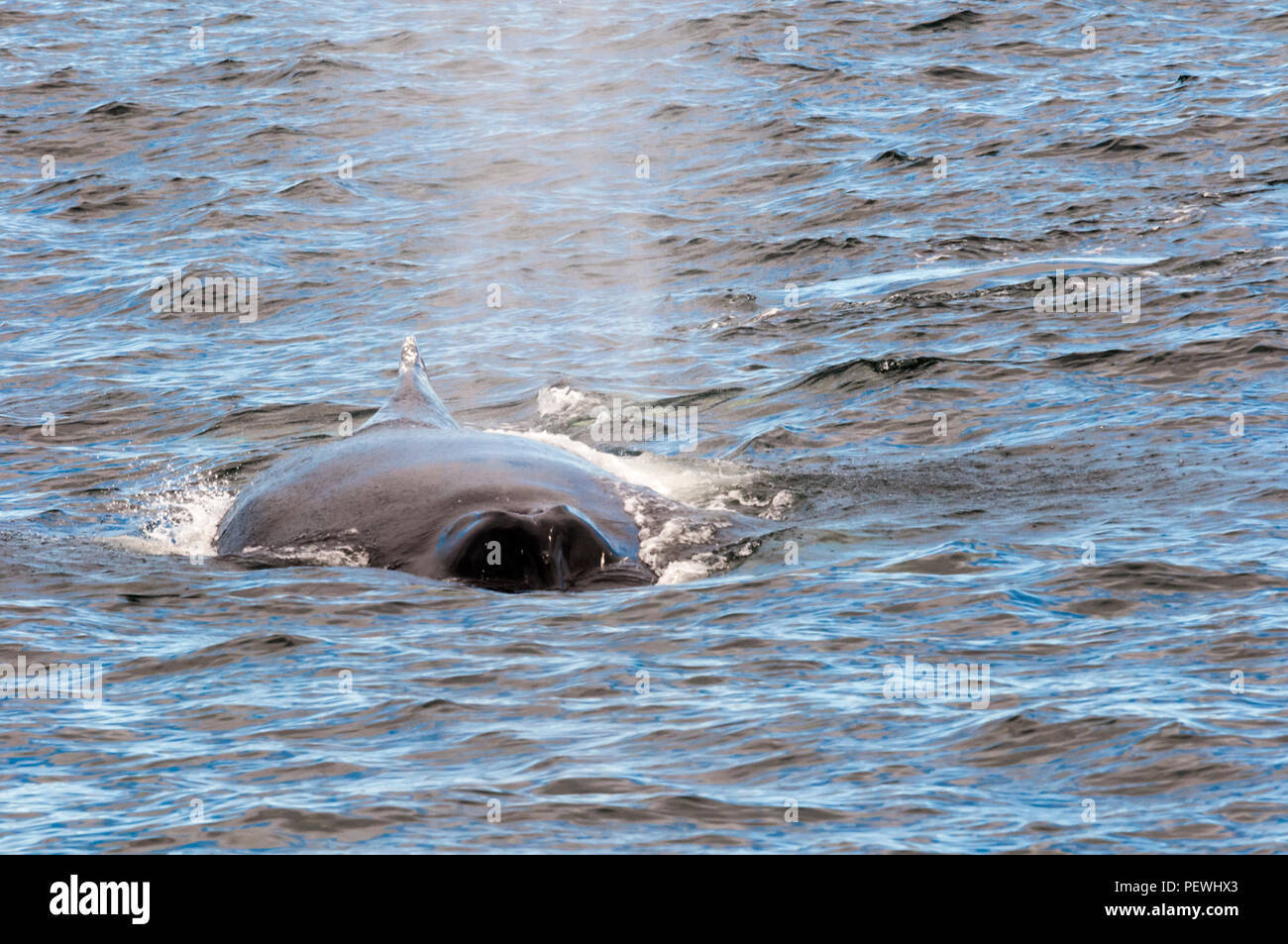 Évent de baleine à bosse, Megaptera novaeangliae, au large de Terre-Neuve, au Canada. Banque D'Images