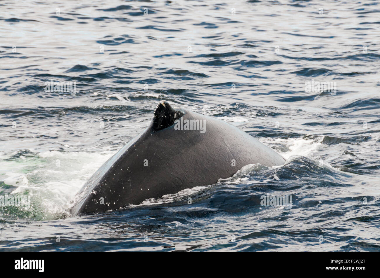 Rorqual à bosse, Megaptera novaeangliae, au large de Terre-Neuve, au Canada. Banque D'Images