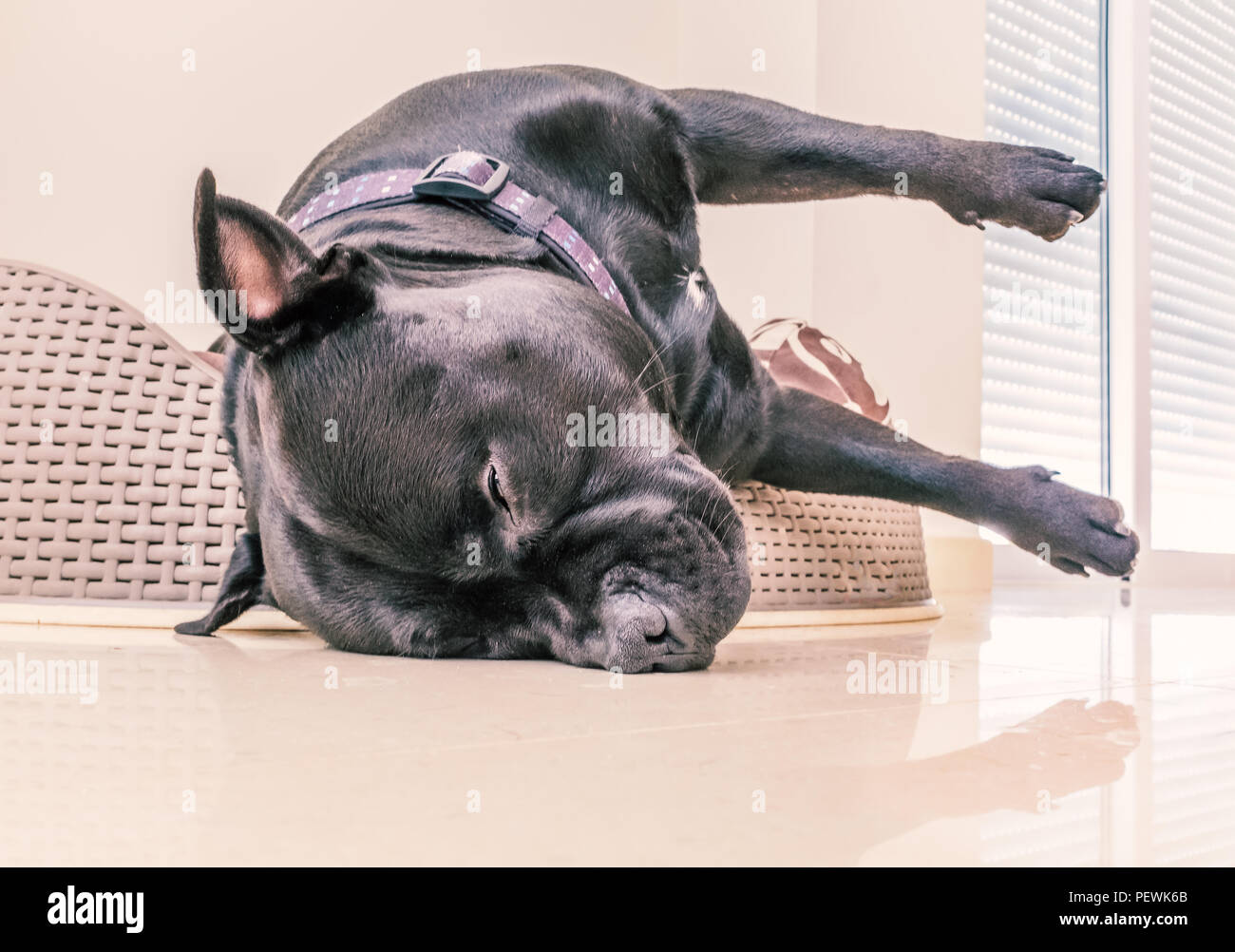 Chien staffordshire bull terrier noir endormi dans un lit en plastique avec coussin. Sa tête est accrochée sur le bord du lit dans ce qui ressemble à une situation délicate Banque D'Images