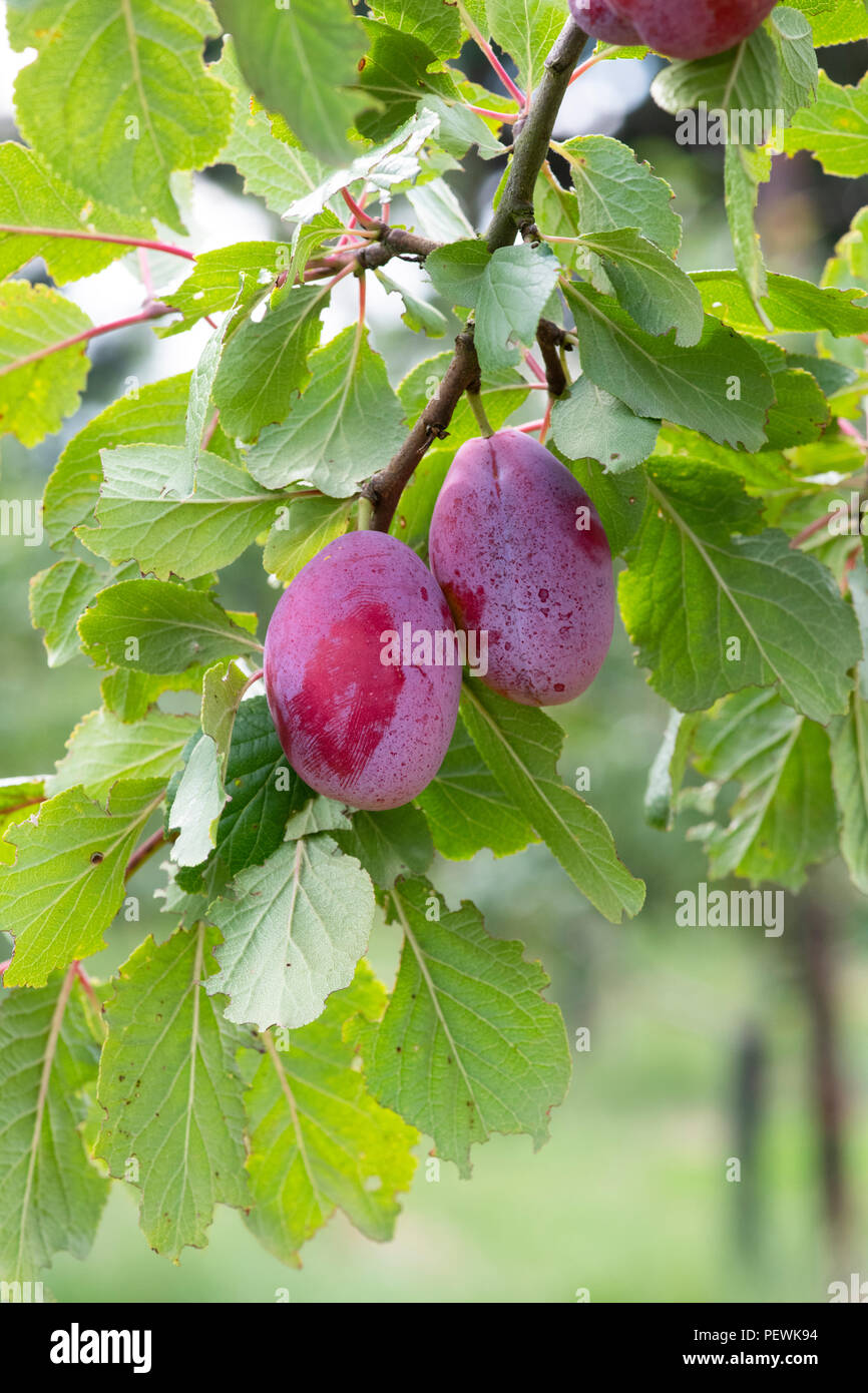 Prunus domestica. Prune prune "géant" sur l'arbre. UK Banque D'Images