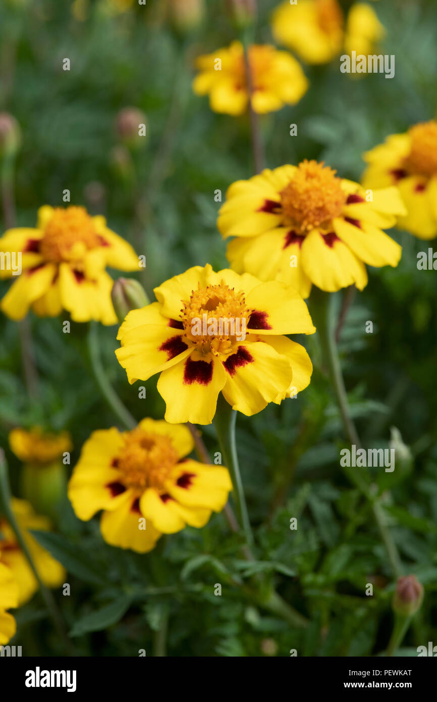 Tagetes patula 'Légion d'honneur. Fleurs de souci français Banque D'Images