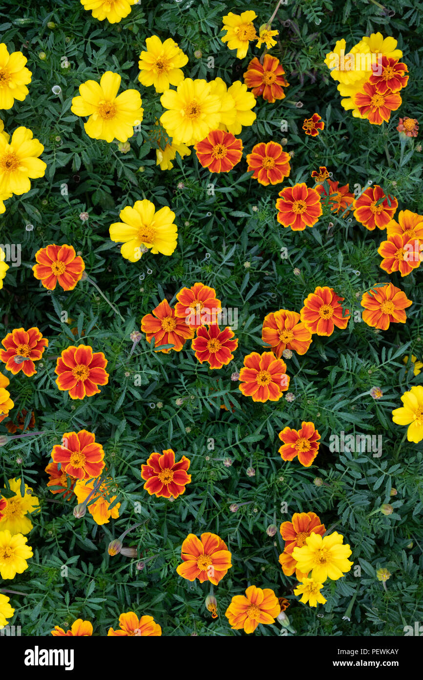 Tagetes patula 'Mélangé'. Oeillet fleurs. UK Banque D'Images