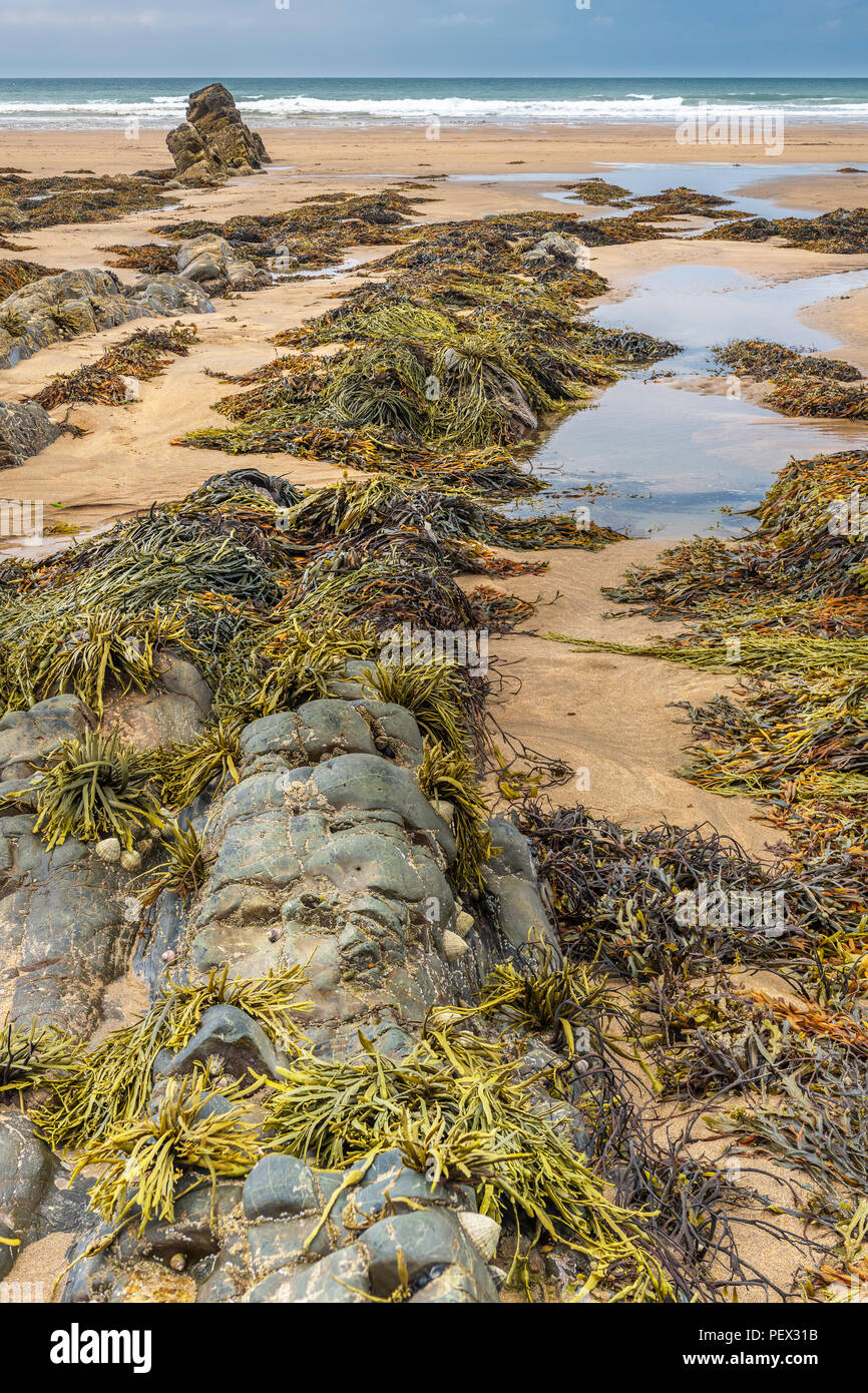 Marée basse à Sandymouth beach révèle les formations rocheuses étonnantes et la faune qui vit parmi eux. Banque D'Images