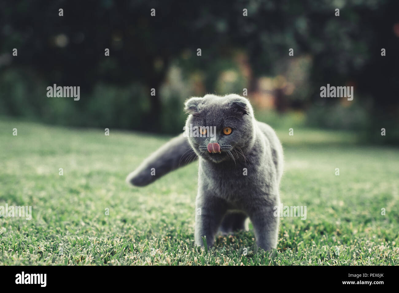 Scottish Fold Banque D'Images