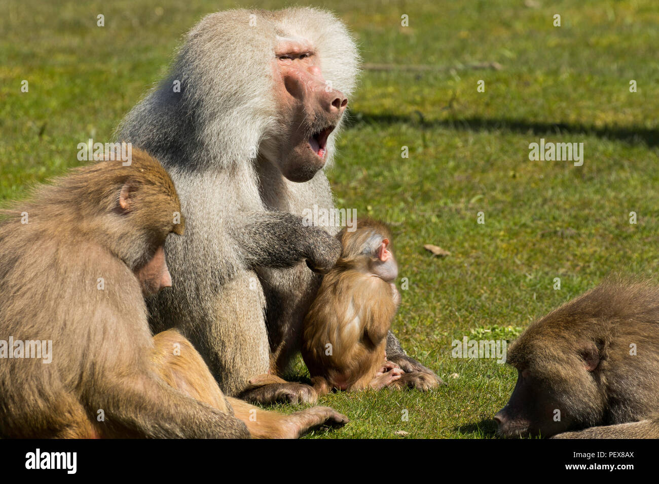 Un babouin famille obtenir ensemble. Banque D'Images