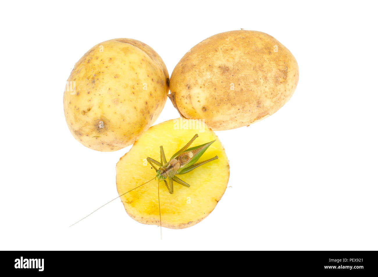 Grande sauterelle verte. Studio Photo Banque D'Images