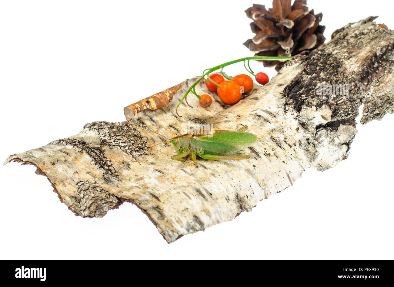 Grande sauterelle verte. Studio Photo Banque D'Images