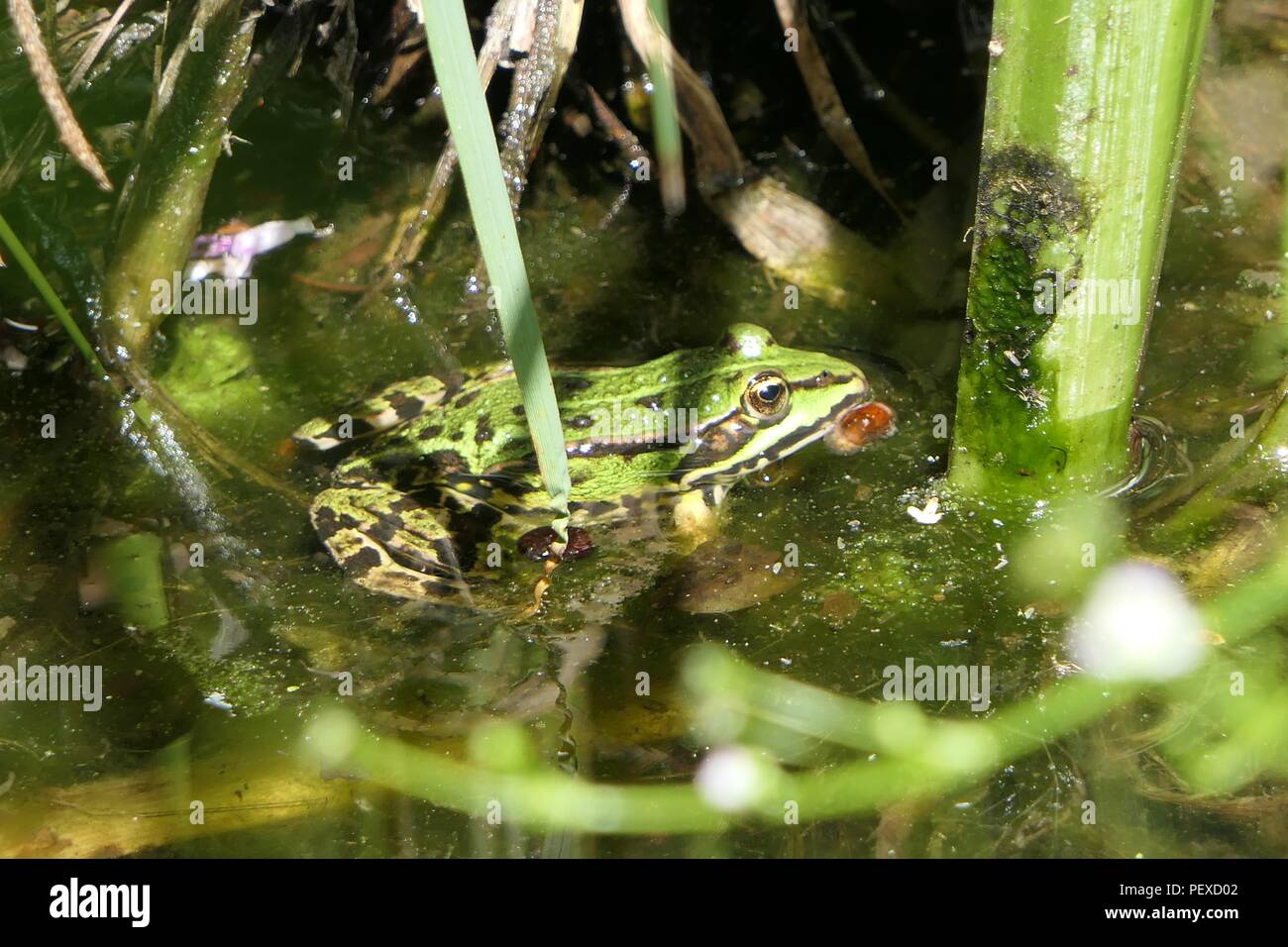 Crapaud Banque D'Images