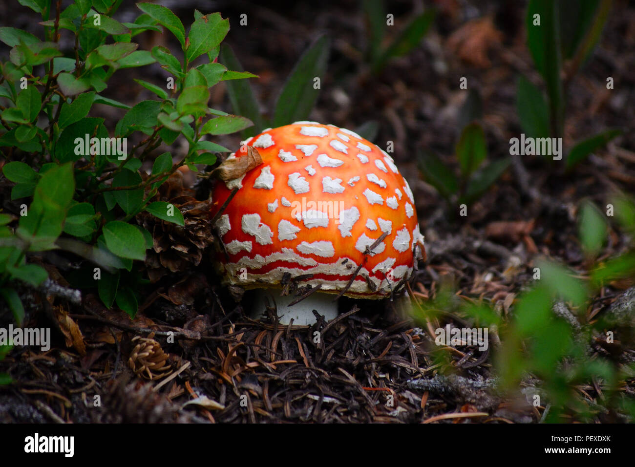 Orange rouge et blanc de champignons Agaric Fly mouchetée Banque D'Images