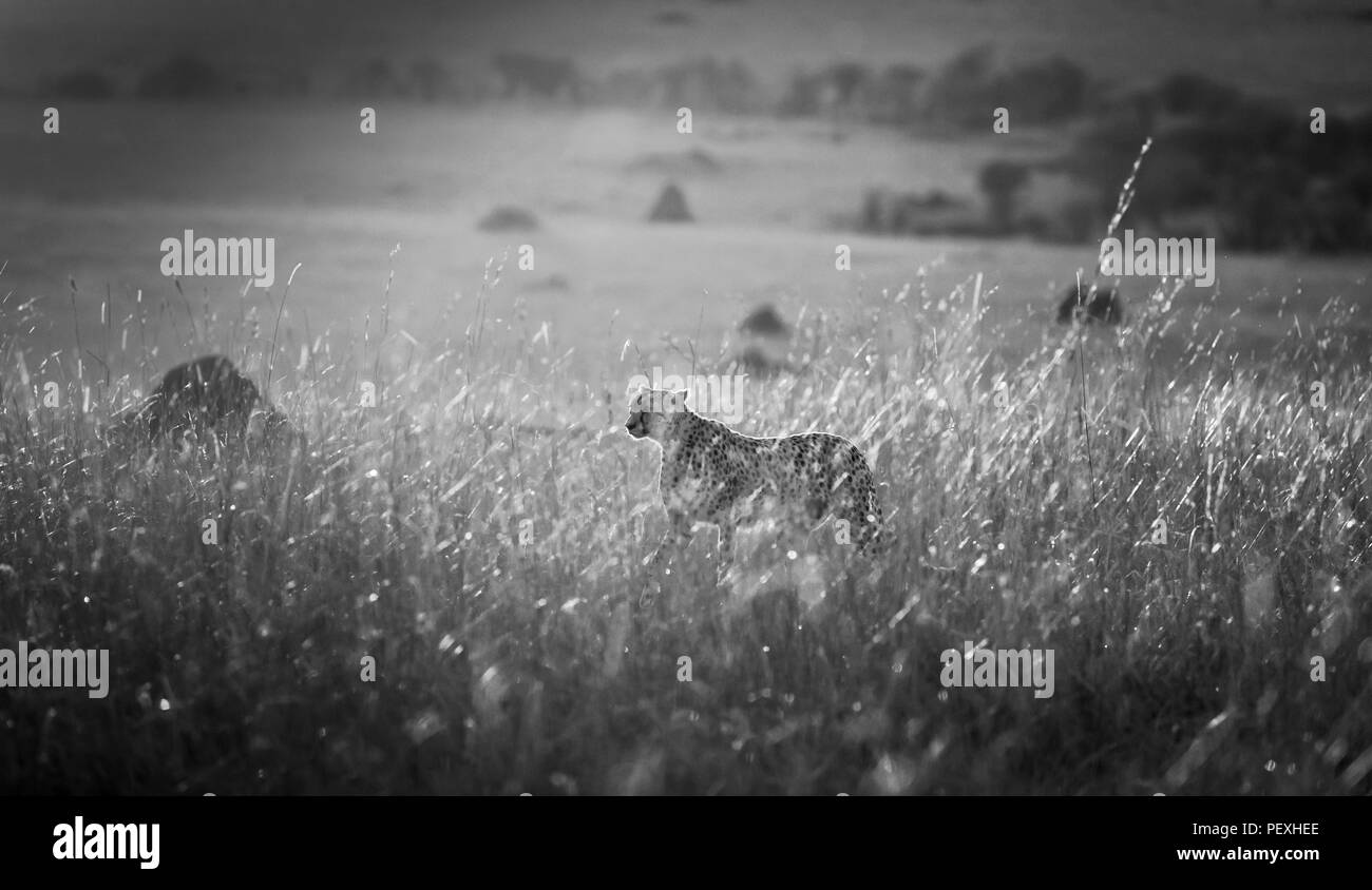 Femelle adulte Guépard (Acinonyx jubatus) par rétroéclairé soleil du matin est vigilant et alerte dans les prairies dans le Masai Mara National Reserve, Kenya Banque D'Images