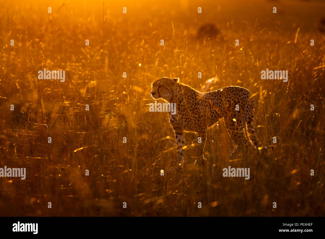 Femelle adulte Guépard (Acinonyx jubatus) par rétroéclairé soleil du matin est vigilant et alerte dans les prairies dans le Masai Mara National Reserve, Kenya Banque D'Images