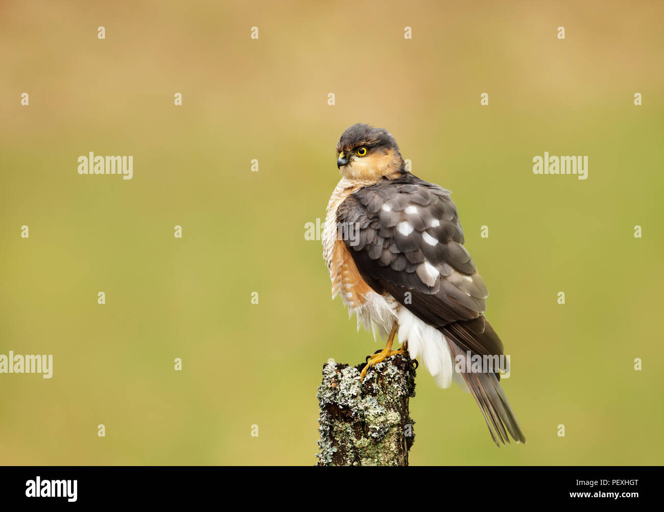 Close up of eurasienne mâle fauve (Accipiter nisus) perching on a wooden post, Ecosse, Royaume-Uni. Banque D'Images