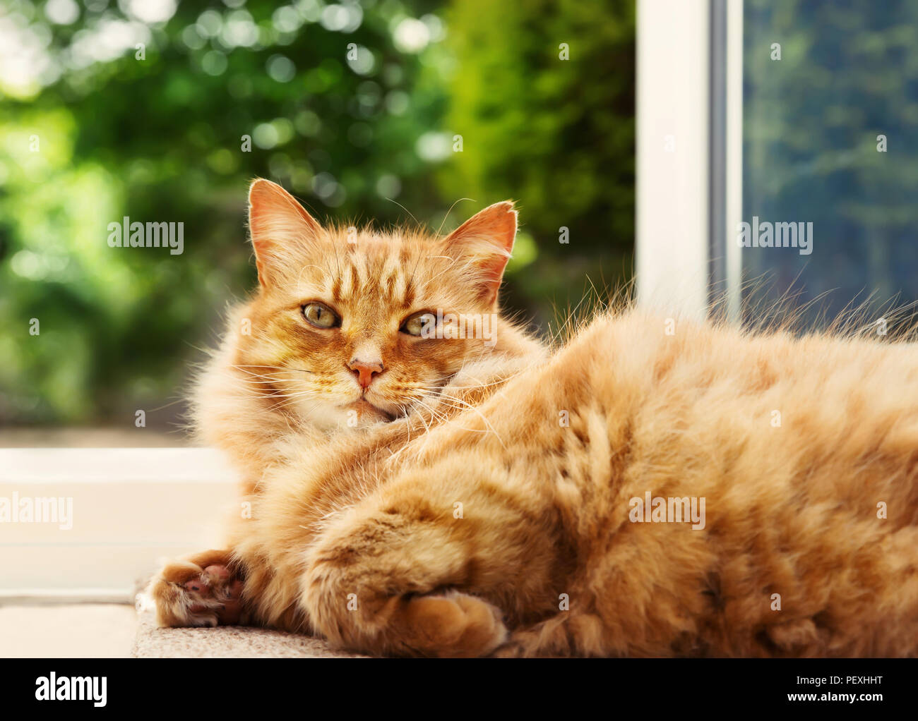 Close-up of a ginger cat allongé sur le sol par la porte de patio à l'arrière-plan vert de jardin. Banque D'Images