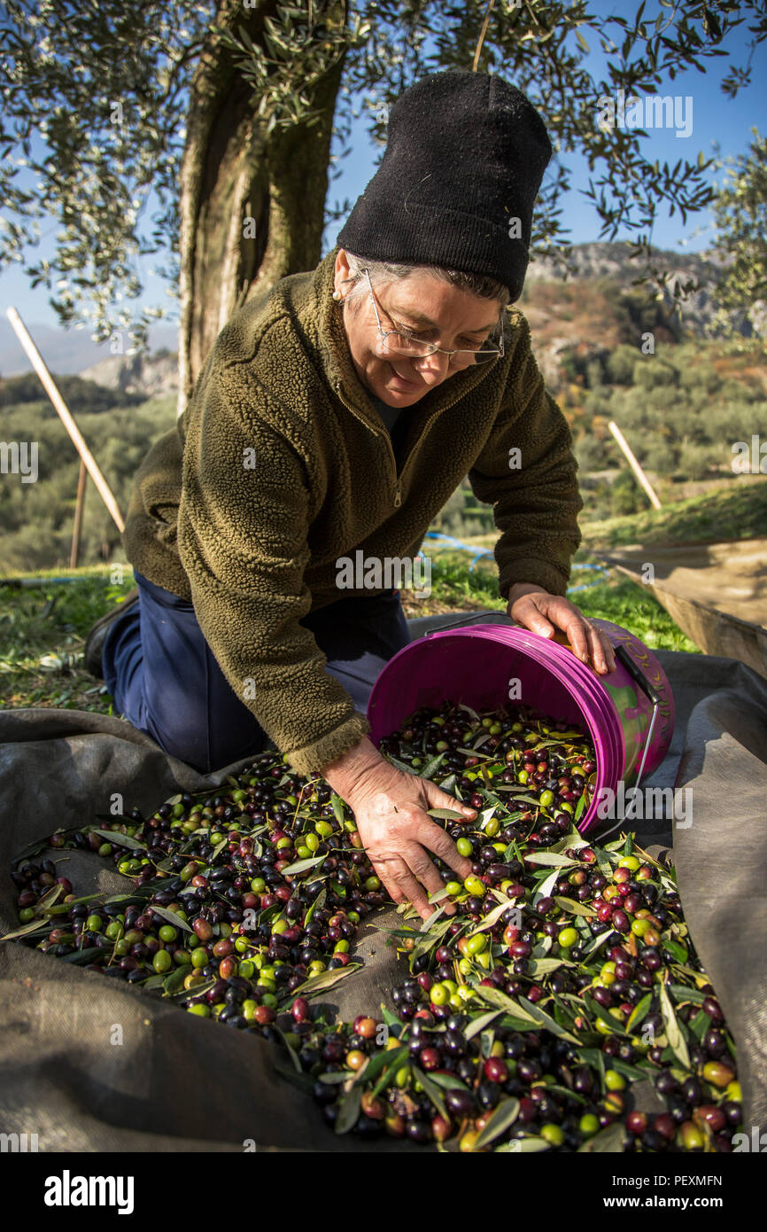 Homme récoltant les olives, Arco, Trentin, Italie Banque D'Images