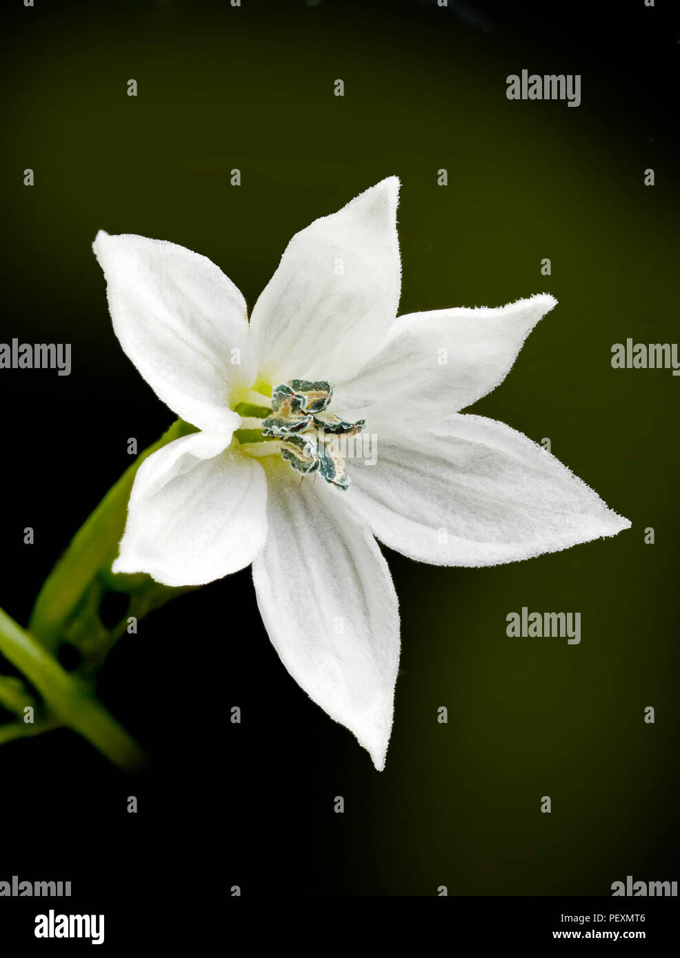 Fleur blanche, piment Capsicum sp. Banque D'Images