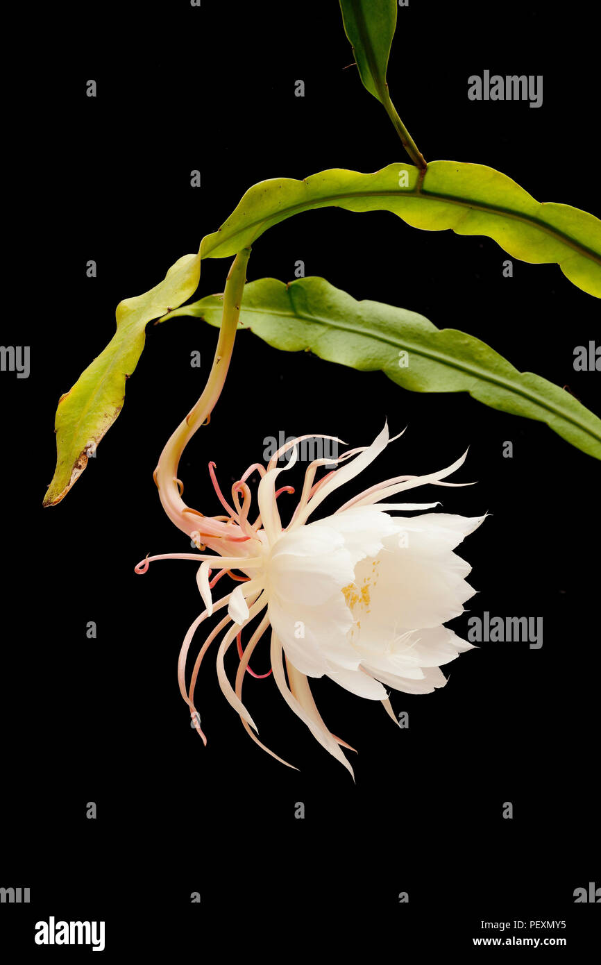 Reine de la nuit, Epiphyllum oxypetalum, Dutchman's pipe Cactus, Night Blooming Cereus en fleur, un soir seulement ! Banque D'Images