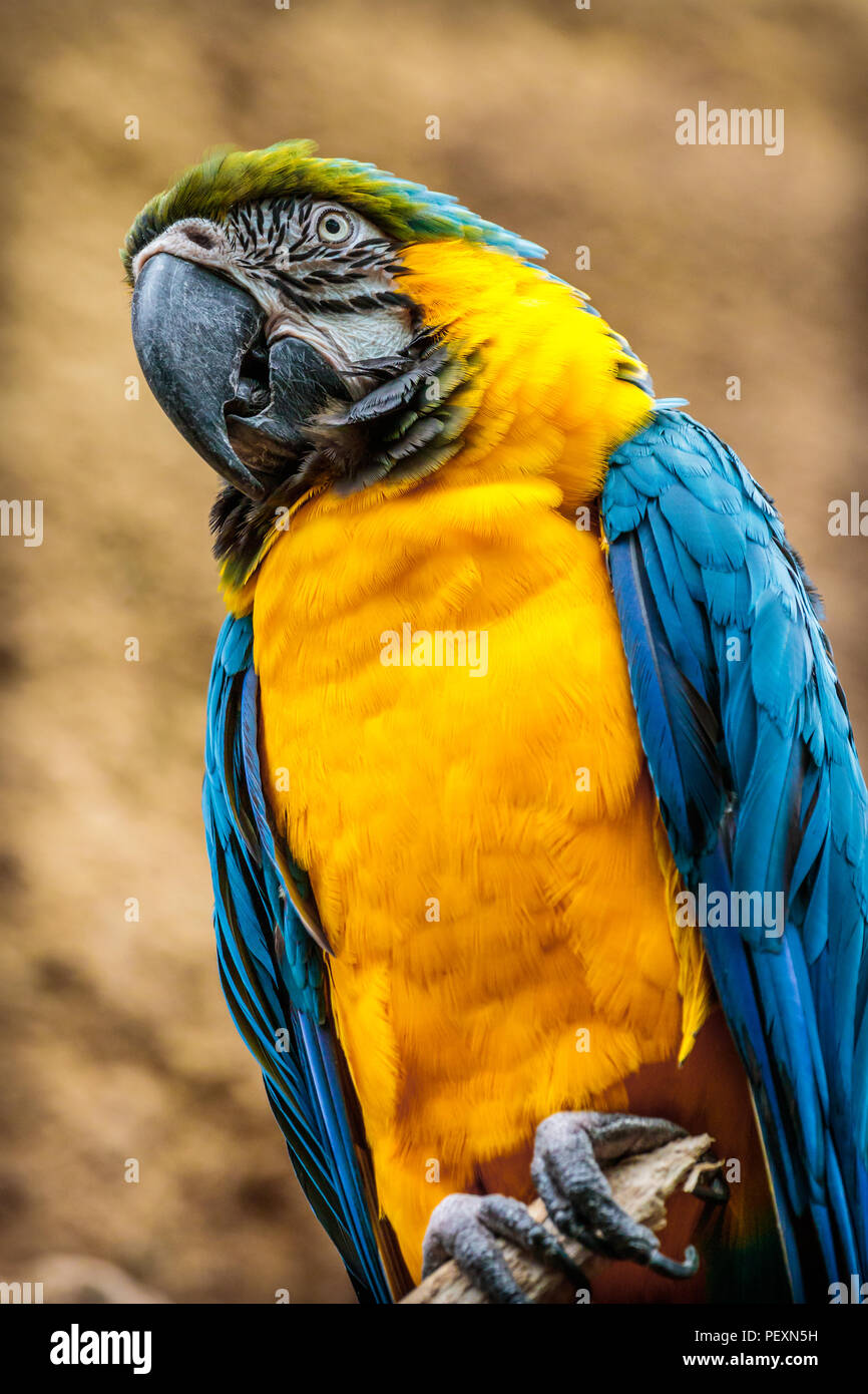 Photo d'un oiseau tropical coloré perché sur un membre de l'arbre à un zoo. Banque D'Images