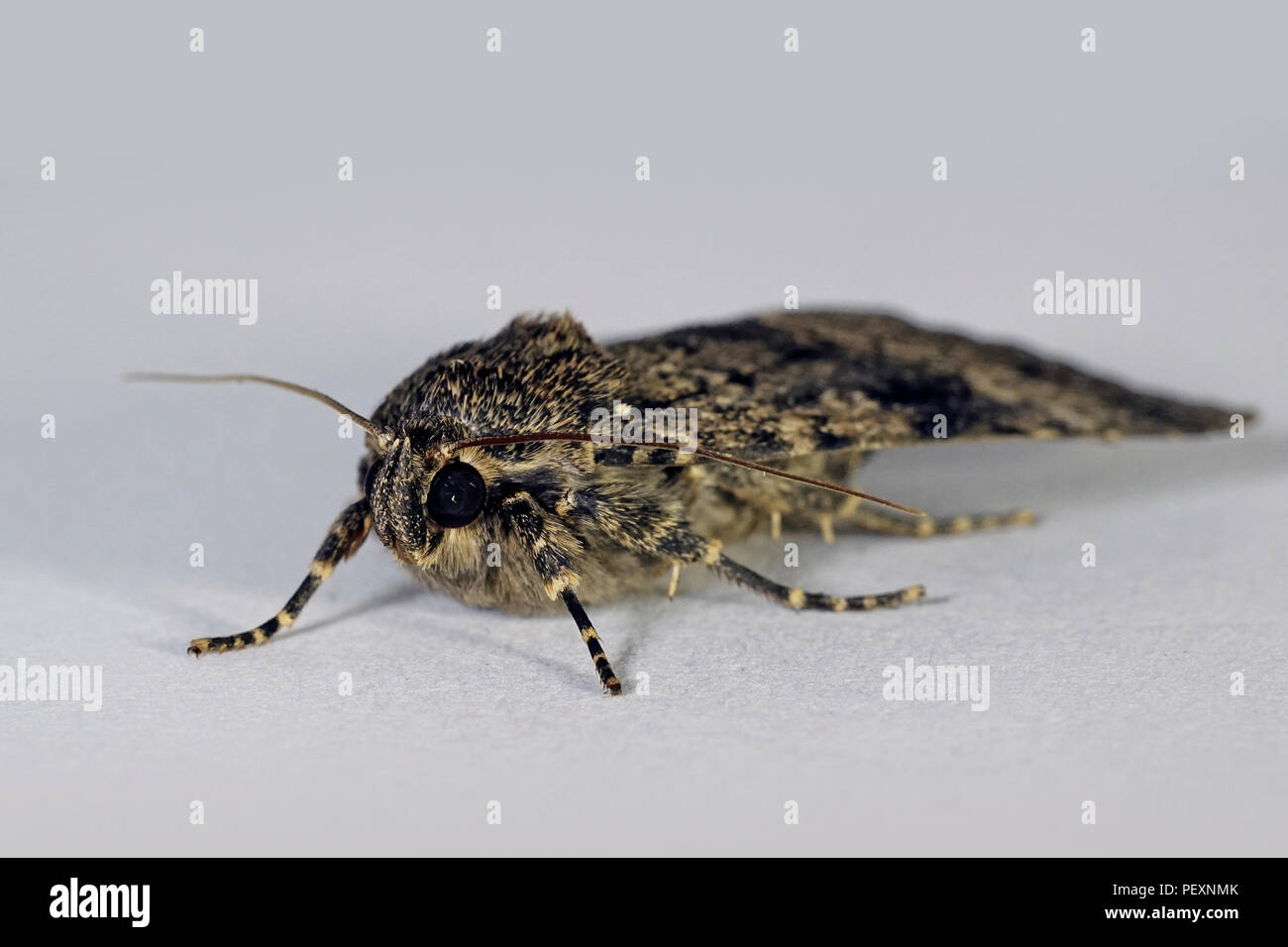 Macro photo de l'espèce d'ailes de cuivre par Svensson Banque D'Images