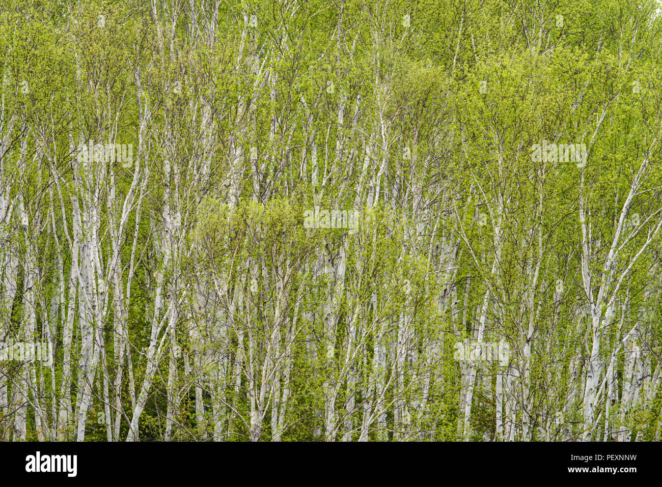 Le bouleau blanc (Betula papyrifera) au printemps, le Grand Sudbury, Ontario, Canada Banque D'Images