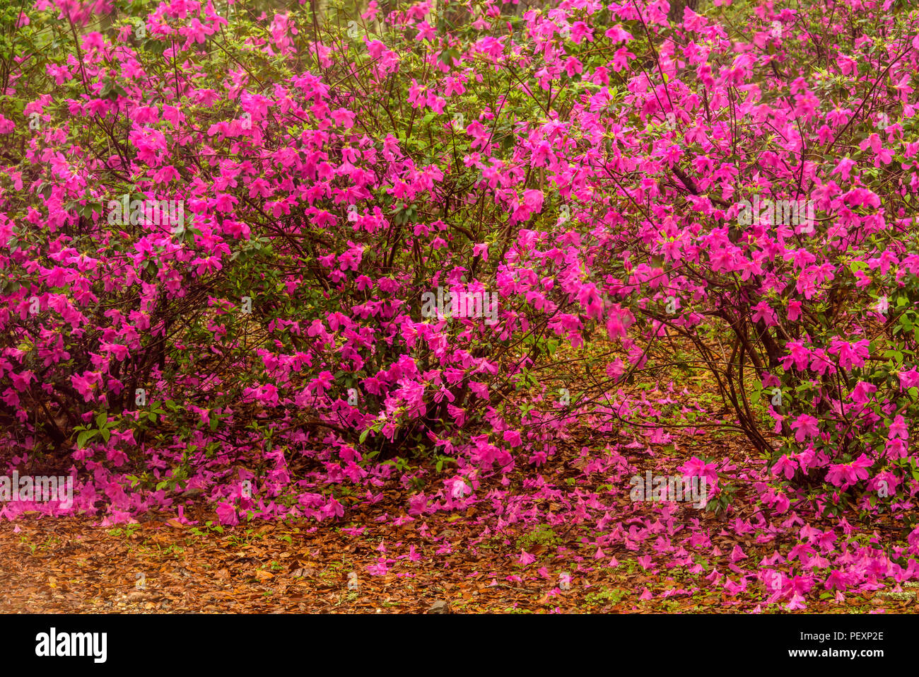 La floraison des azalées et le sud de live oak au début du printemps, Jungle Gardens, Avery Island, en Louisiane, USA Banque D'Images