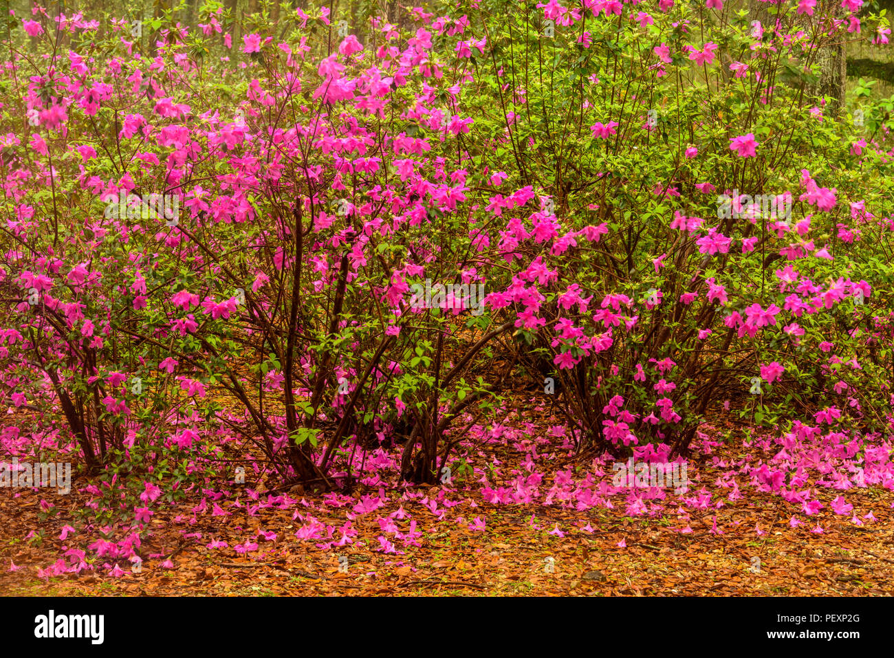 La floraison des azalées et le sud de live oak au début du printemps, Jungle Gardens, Avery Island, en Louisiane, USA Banque D'Images