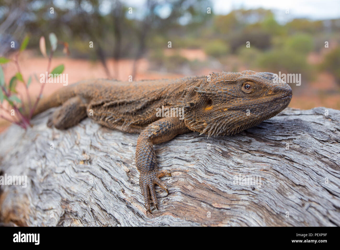 Le centre de dragon barbu (Pogona vitticeps ) au soleil sur un journal en Australie du Sud Banque D'Images