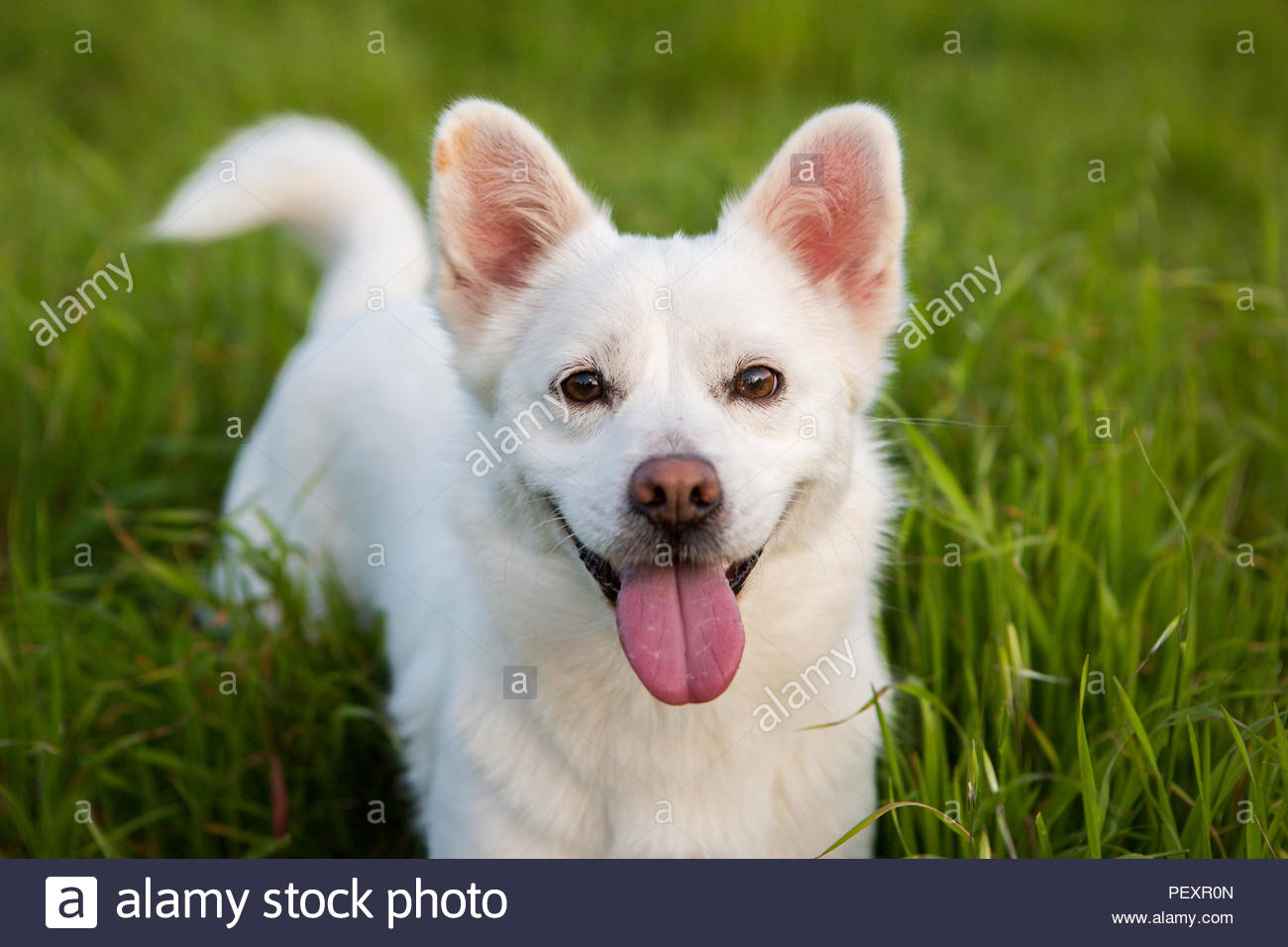 Close Up Portrait Of White De Corgi Chien De Race Mixte Avec