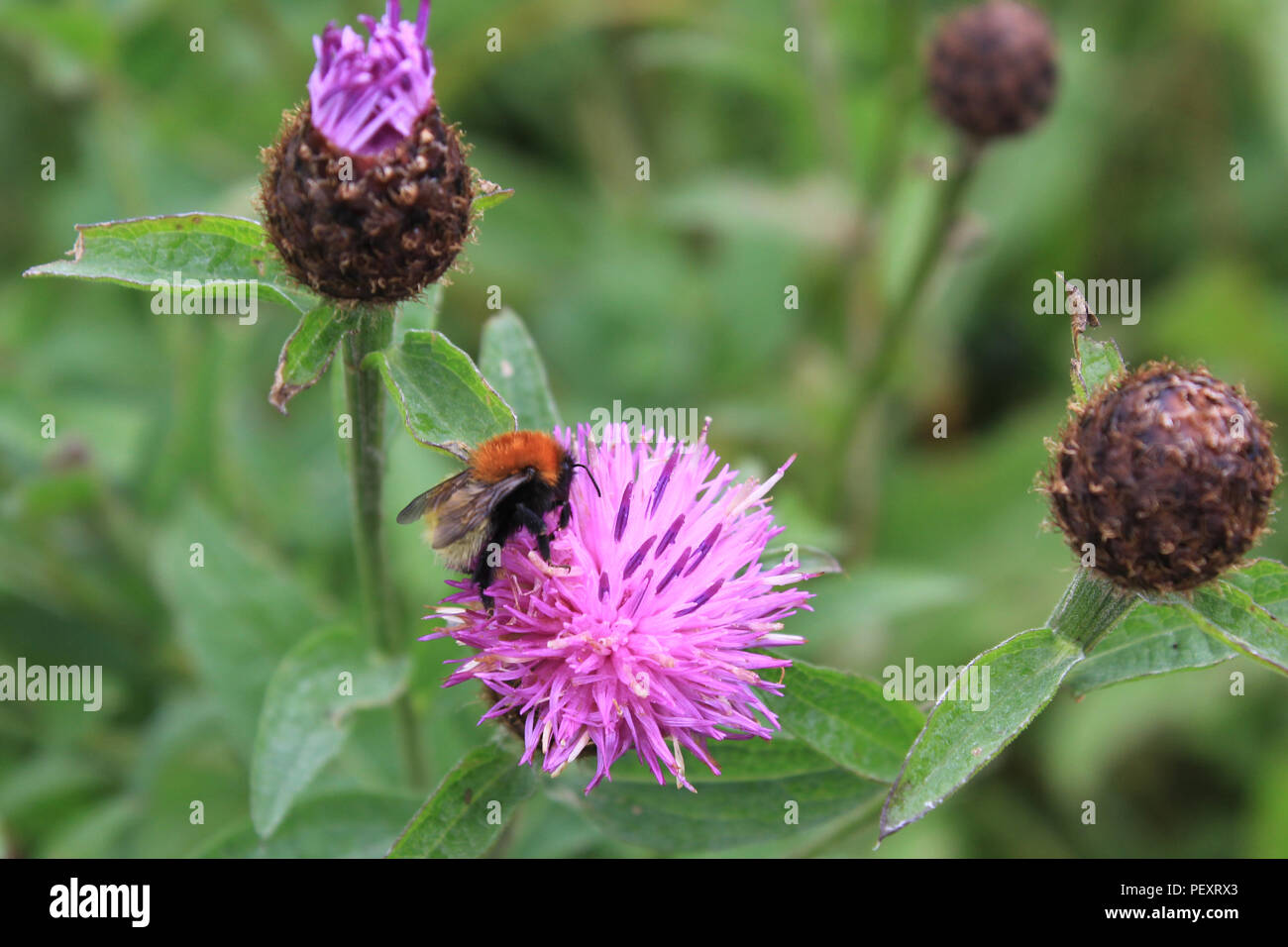 abeille sur chardon Banque D'Images