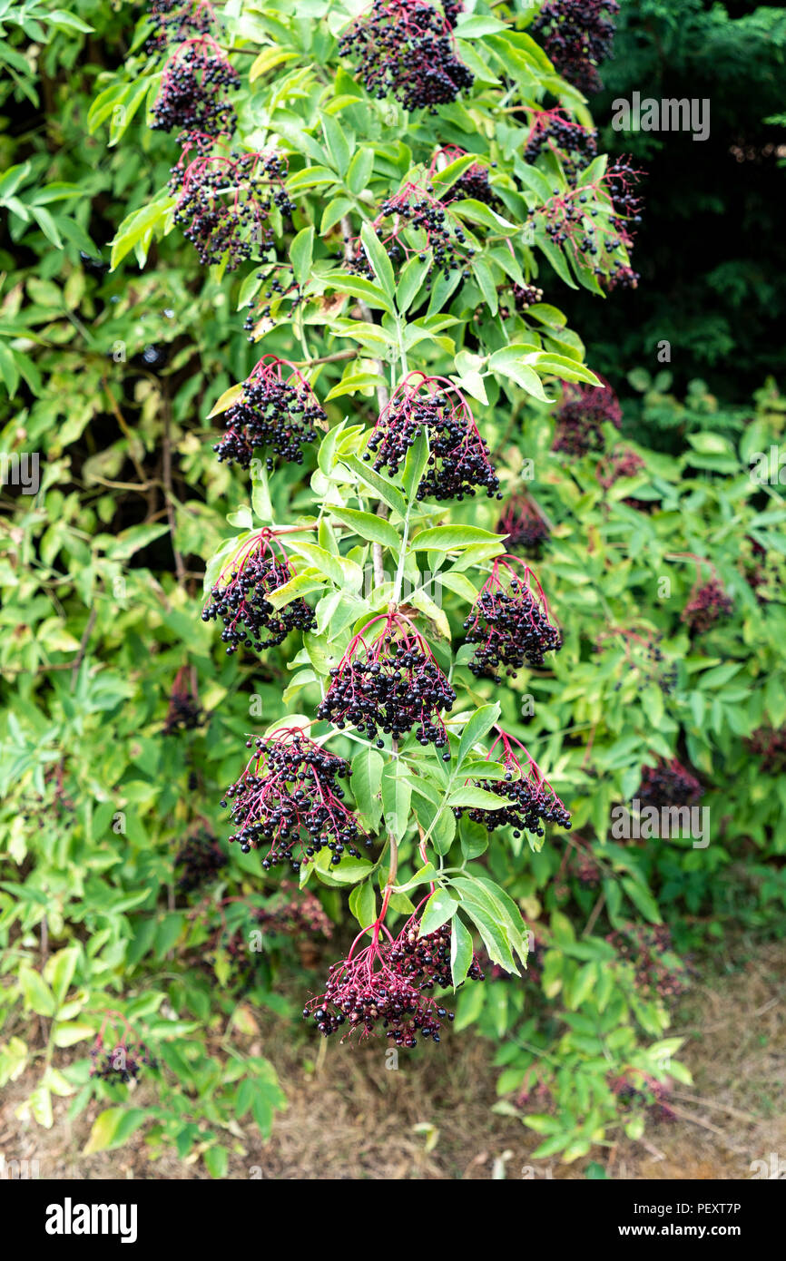 Dans des grappes de sureau Sambucus nigra espèces Banque D'Images