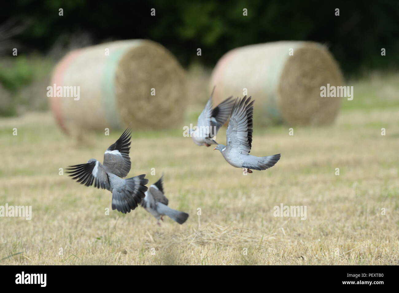 Troupeau de pigeons survolant un champ de maïs Banque D'Images