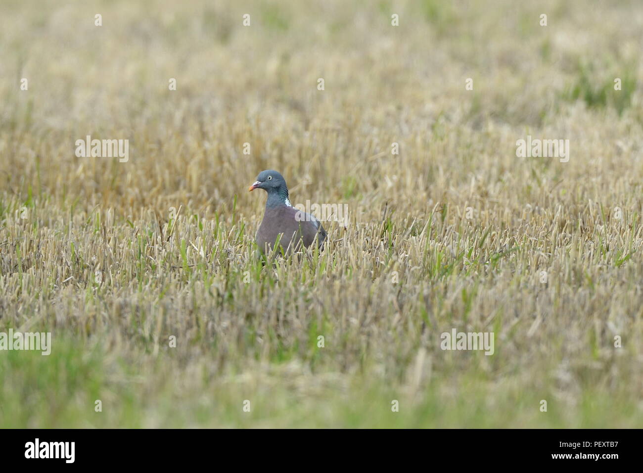 Pigeon ramier pairs hors de la chaume dans un champ récemment rentrée de blé ou maïs (UK) Banque D'Images