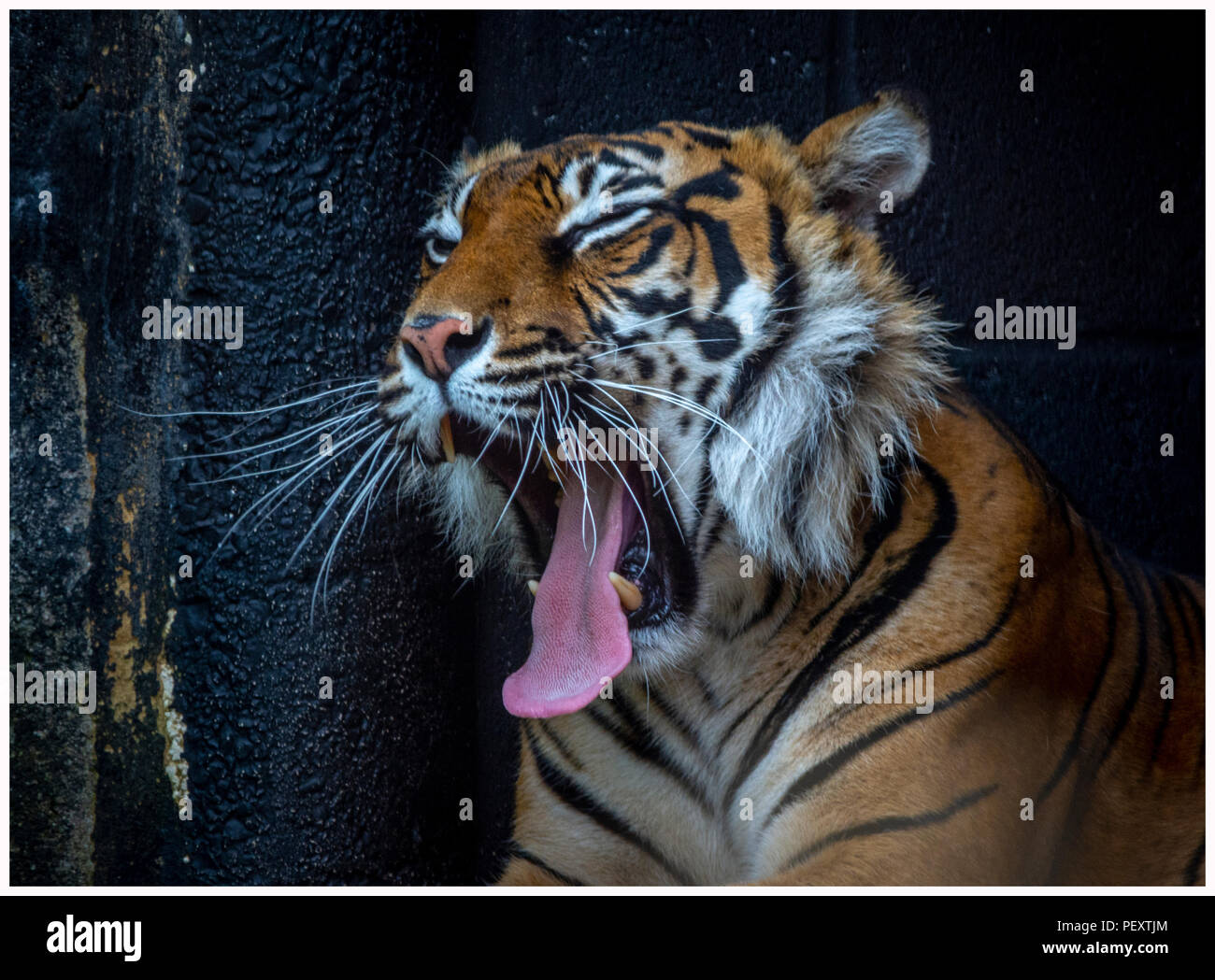 Tigre de Sumatra photographié en captivité Banque D'Images