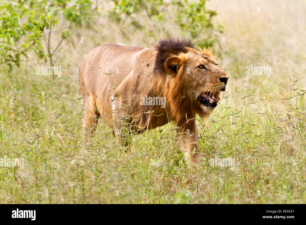 L'un des deux hommes de la coalition de la fierté de la rivière Ruaha National Park rôde vers sa fierté se détendre à proximité. Banque D'Images