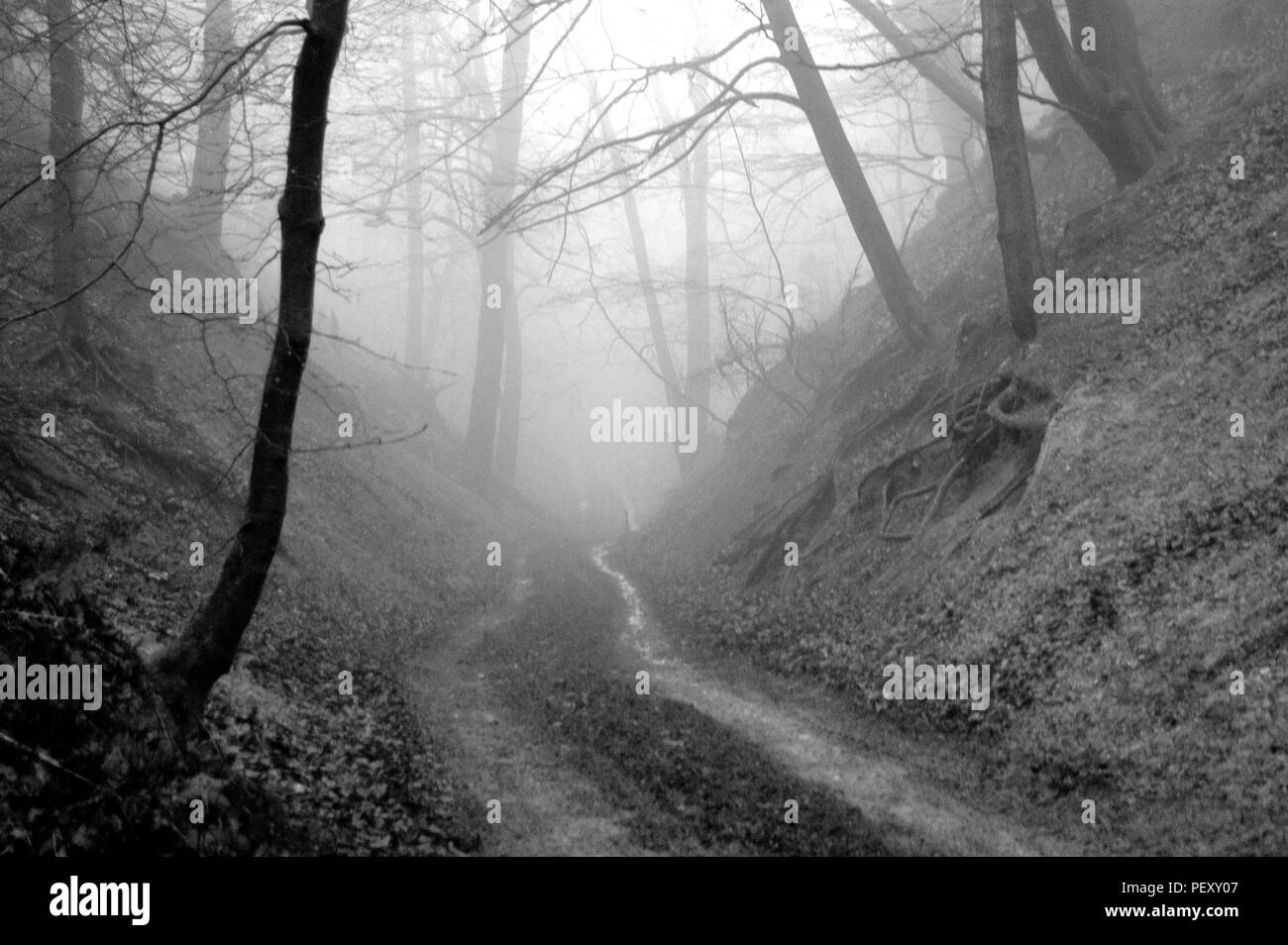 Chemin de terre en forêt sombre menant dans la brume Banque D'Images