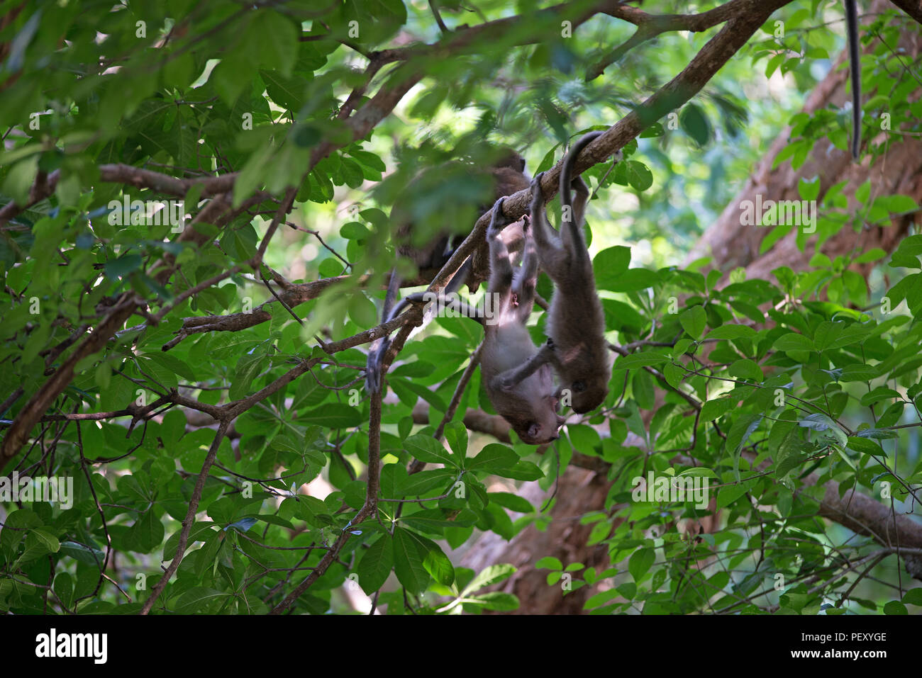 Manger du crabe, Macaque macaque à longue queue (Macaca fascicularis), 2 jeunes hommes se battre, la Thaïlande, le macaque crabier macaque à longue queue Banque D'Images