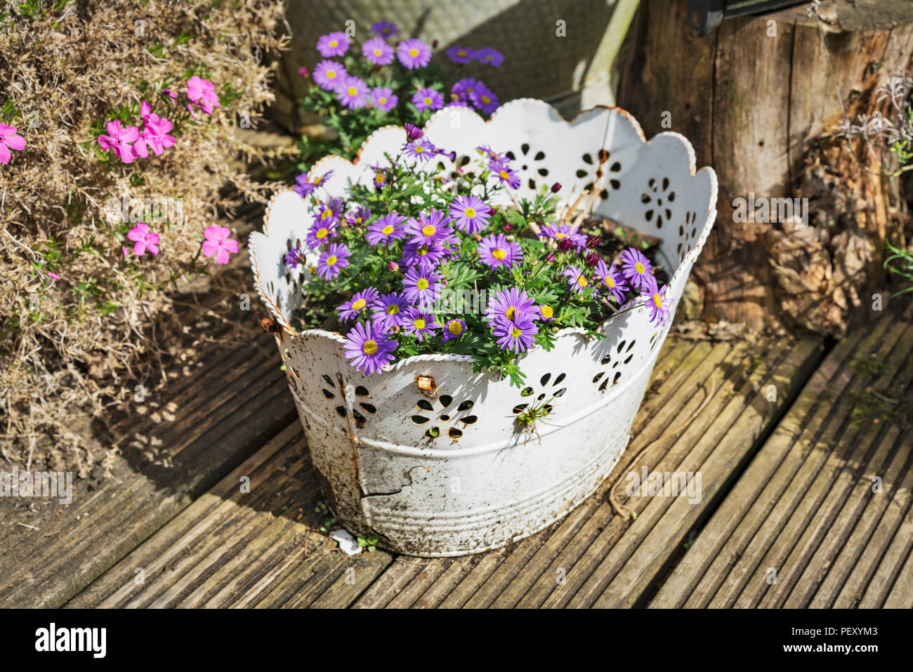 Purple daisies dans un bol blanc Banque D'Images